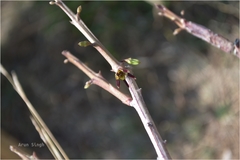 Caralluma bicolor